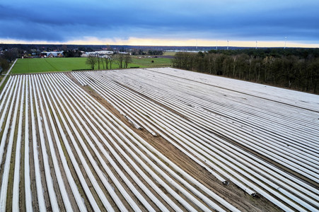 Symbolfoto Erntehelfer Notstand