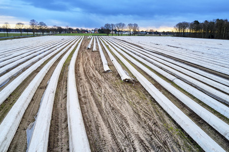 Symbolfoto Erntehelfer Notstand