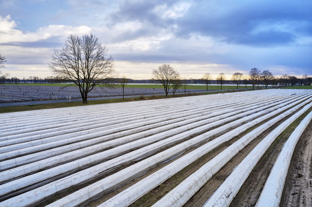 Symbolfoto Erntehelfer Notstand