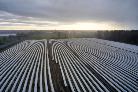 Symbolfoto Erntehelfer Notstand