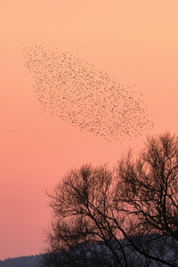 Vogelschwarm in Nordstemmen