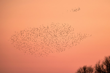 Vogelschwarm in Nordstemmen