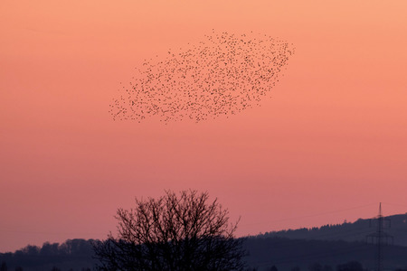 Vogelschwarm in Nordstemmen
