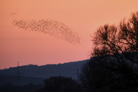 Vogelschwarm in Nordstemmen