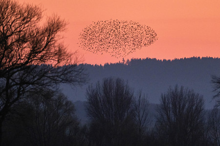 Vogelschwarm in Nordstemmen
