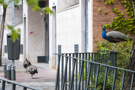 Quarantänemaßnahmen in Madrid