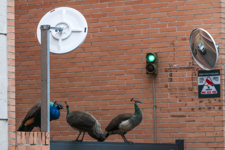 Quarantänemaßnahmen in Madrid