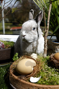 Symbolfoto Ostern