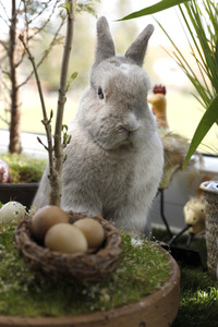 Symbolfoto Ostern