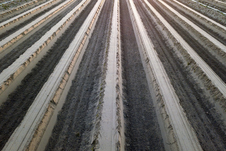 Symbolfoto Spargelfelder in Beelitz