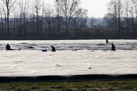Eröffnung der Spargelsaison 2020 in Beelitz