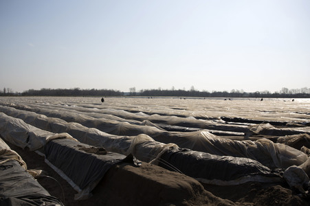 Eröffnung der Spargelsaison 2020 in Beelitz