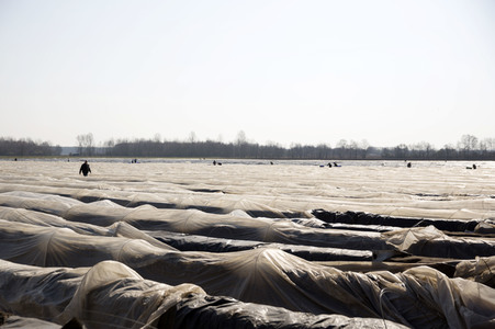 Eröffnung der Spargelsaison 2020 in Beelitz
