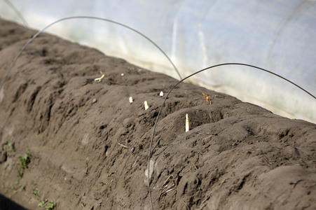 Eröffnung der Spargelsaison 2020 in Beelitz