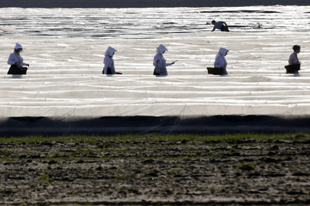 Eröffnung der Spargelsaison 2020 in Beelitz