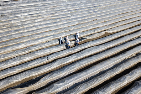 Eröffnung der Spargelsaison 2020 in Beelitz