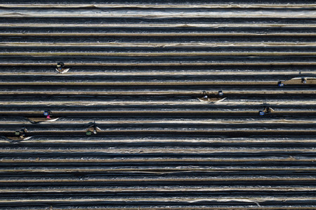 Eröffnung der Spargelsaison 2020 in Beelitz