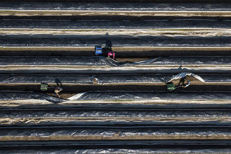 Eröffnung der Spargelsaison 2020 in Beelitz