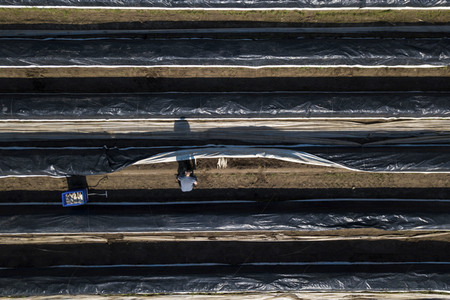 Eröffnung der Spargelsaison 2020 in Beelitz