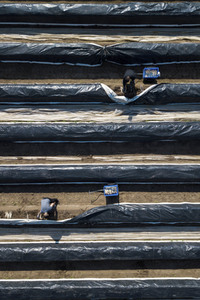 Eröffnung der Spargelsaison 2020 in Beelitz