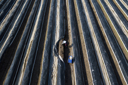 Eröffnung der Spargelsaison 2020 in Beelitz