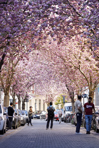 Kirschblüte in Bonn