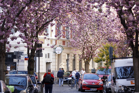 Kirschblüte in Bonn