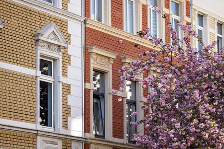 Kirschblüte in Bonn