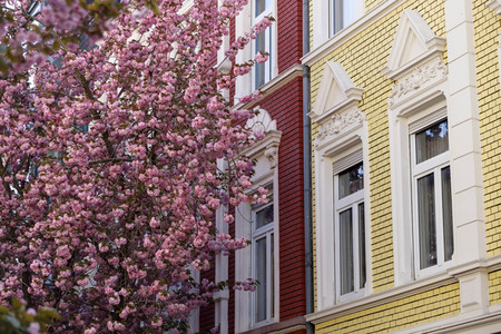 Kirschblüte in Bonn