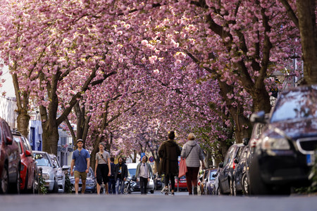 Kirschblüte in Bonn