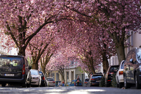 Kirschblüte in Bonn