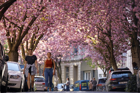Kirschblüte in Bonn
