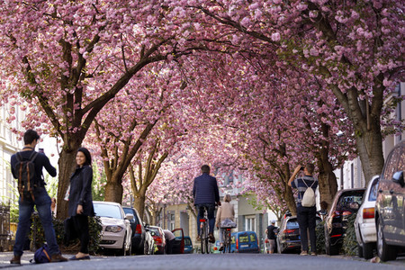 Kirschblüte in Bonn
