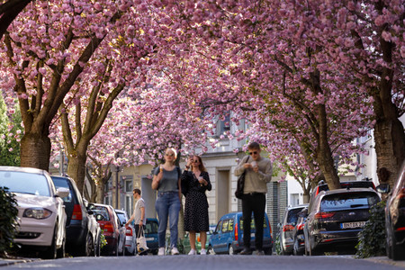 Kirschblüte in Bonn