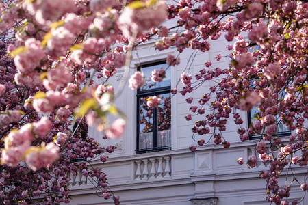 Kirschblüte in Bonn