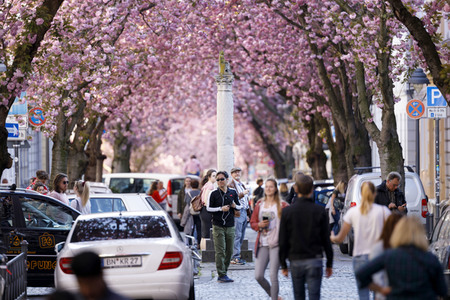 Kirschblüte in Bonn