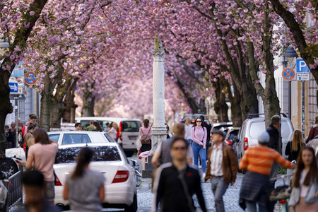 Kirschblüte in Bonn