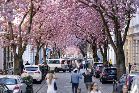 Kirschblüte in Bonn