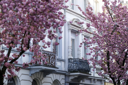 Kirschblüte in Bonn