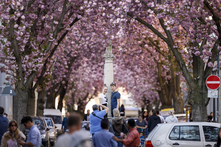 Kirschblüte in Bonn