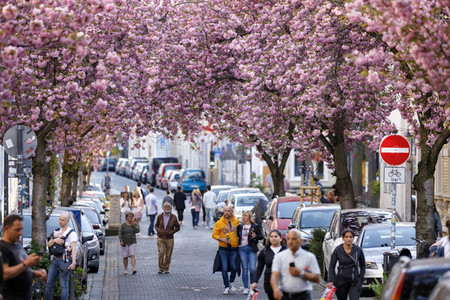 Kirschblüte in Bonn