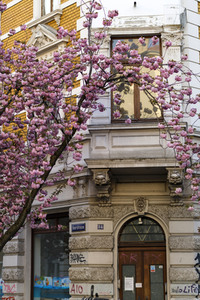 Kirschblüte in Bonn