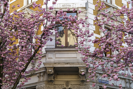 Kirschblüte in Bonn