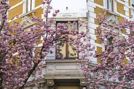 Kirschblüte in Bonn