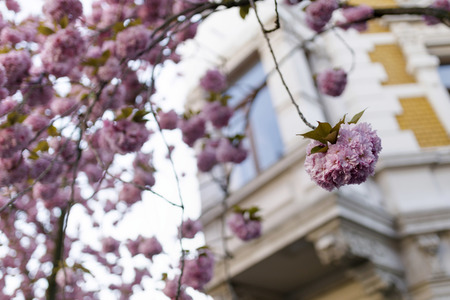 Kirschblüte in Bonn