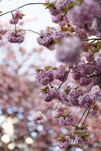 Kirschblüte in Bonn