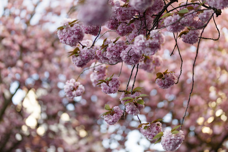 Kirschblüte in Bonn