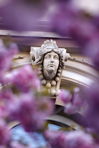 Kirschblüte in Bonn