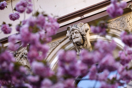 Kirschblüte in Bonn