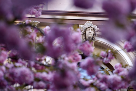Kirschblüte in Bonn